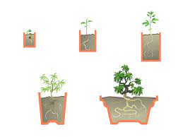 You will want to wait until the tendrils have grown a bit before cutting them back. How To Start A Bonsai Tree With Pictures Wikihow