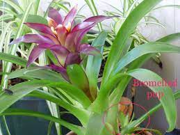 We did not find results for: Pup Starts From Bromeliad Plants Tips On Planting Bromeliad Pups