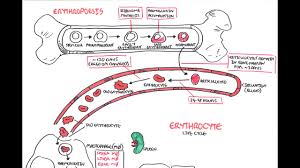 Haematology Red Blood Cell Life Cycle