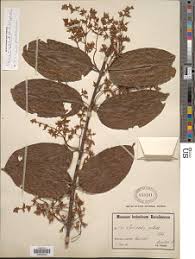 Image result for Oncinotis