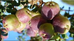 Ya baiklah, saya datang nanti sore; Nama Buah Berawalan Huruf E Www Buahaz Com
