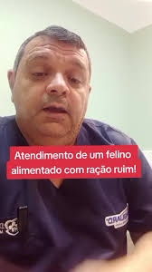 Problemas Renais em Gatos Causados por Rações de Má Qualidade