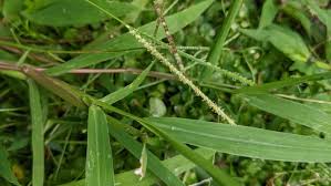 Image result for Paspalum conjugatum