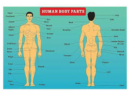 Human body parts comprise a head, neck and four limbs that are connected to a torso. Show The Diagram Of Human Body Parts Brainly In