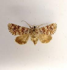 Image result for Hadena irregularis