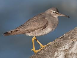 Image result for Pavetta tendagurensis