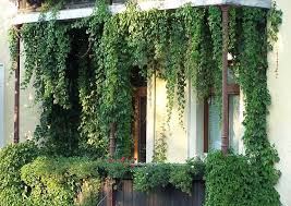 Pin Von Spisak Rita Auf Plants Efeu Zimmerpflanzen Ideen Balkon