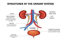 8 Facts About The Urinary System Every Nursing Student Should Know Nursing Students How To Study Anatomy Nursing School Survival