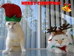 Merry Christmas Jaq I Wish You All A Blessed Holiday And Want You To Know How Much We Love You And Are So Grateful For Cat S Cat
