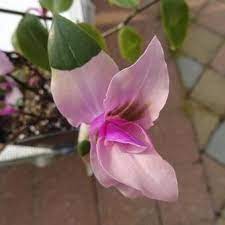 Use our water calculator to personalize watering recommendations to your. Tradescantia Andersoniana Blushing Bride