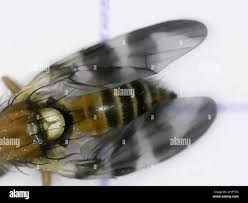 Image result for Rhagoletis completa