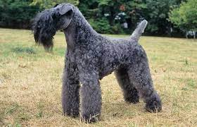 Review how much kerry blue terrier puppies for sale sell for below. Kerry Blue Terrier Breed Information