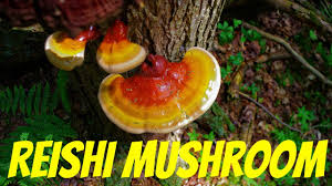 Reishi Mushroom Foraging In The Wild Medicinal Properties And Identification Tips