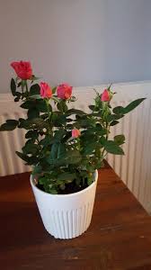 Roses belong to the family of plants called rosaceae. Houseplants Forum Indoor Rose Garden Org