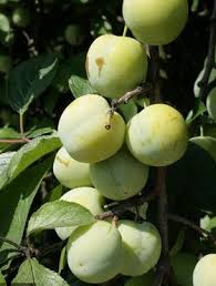 Image result for prunus domestica renkloda althana