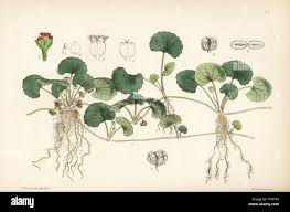 Image result for Centella asiatica