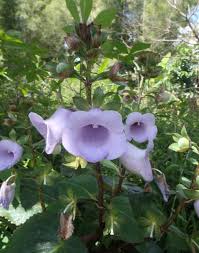 Maybe you would like to learn more about one of these? Bunga Begonia Liar Yang Cantik Blog Ari Dharmayanti
