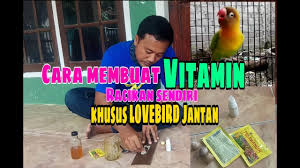 7 jamu konslet lovebird dan pakan lovebird konslet. Cara Membuat Vitamin Racikan Sendiri Khusus Menggacorkan Lovebird Jantan Youtube