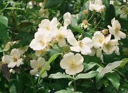 Check spelling or type a new query. Shakespeare Roses A Shakespeare Garden