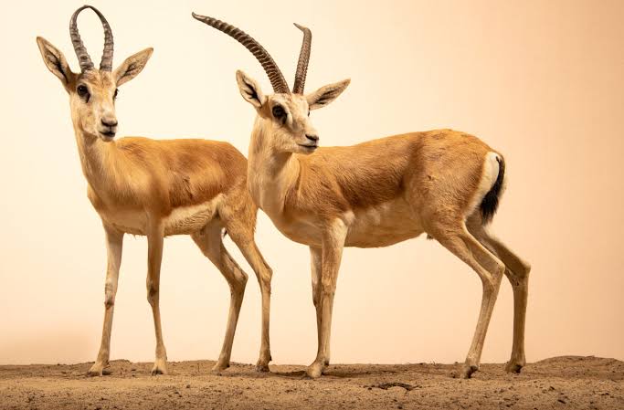 Pair Of Arabian Sand Gazelles (Gazella marica) - Joel Sartore