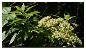 Image result for Microglossa