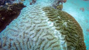 Check spelling or type a new query. Florida S Coral Reefs Dying From Global Warming Sewage And Official Negligence Fred Grimm South Florida Sun Sentinel South Florida Sun Sentinel