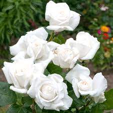 60th anniversary gifts for parents. Diamond Wedding Rose 60th Anniversary Rose Bush White Roses