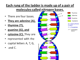 The nitrogenous bases point inward on the ladder and form pairs with . Nitrogenous Bases In Dna Structure