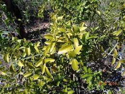 Image result for Opilia amentacea