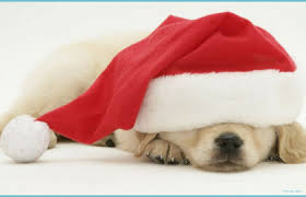 A collection of the top 51 christmas animals wallpapers and backgrounds available for download for free. Five Things About Christmas Animal Wallpaper You Have To Experience It Yourself Christmas Animal Wallpaper Neat