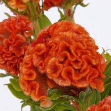 Pin On Late Bloomers