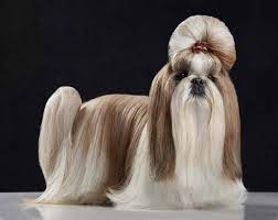 They also come with long fur, which you really want. 17 Top Dog Breeds Sporting Longhaired Locks