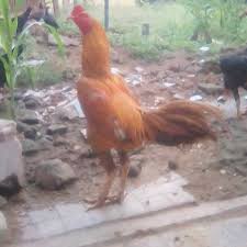 Raya sawunggaling rt.01, rw 01 desa jemundo, kec. Ayam Bangkok Dan Burung Kenari Kediri Lokeswara Jl Sukarno Hatta Ds Kayen Kidul Kec Kayen Kidul Kediri 2021