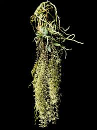 Image result for Angraecopsis amaniensis