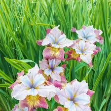 Give them plenty of sunlight and enjoy their beautiful blooms. How To Plant Iris And Many Different Varieties National Garden Bureau