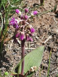 Image result for Ledebouria cordifolia