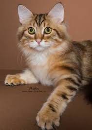 Russian siberian cats and kittens for sale at our texas ranch! Siberian Cats And Kittens For Sale In Texas From Russia Are Hypoallergenic To Most People Siberian Cats For Sale Cats And Kittens Cat Adoption