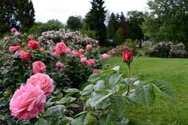 Botanická zahrada výstaviště flora olomouc s rozáriem, alpinem a krátkodobými expozicemi jarní a letní flory se rozkládá na ploše tzv. Rozarium Vystaviste Flora Olomouc A S