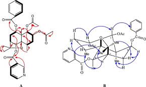 Image result for Gymnosporia arbutifolia