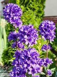 What is the best plant for purple flowers? Purple Perennial Flowers 24 Brilliant Choices For Gardens