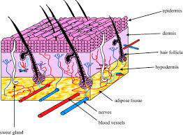 In animal skin tissue cell division is responsible for. Tissue Engineering Of Replacement Skin The Crossroads Of Biomaterials Wound Healing Embryonic Development Stem Cells And Regeneration Journal Of The Royal Society Interface