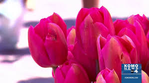 Check spelling or type a new query. Mother S Day At Pike Place Market Komo