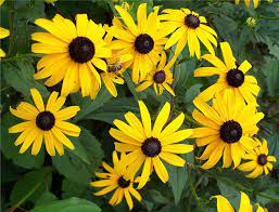 File Rudbeckia With Insect Jpg Wiki Commons Black Eyed Susan Flower Black Eyed Susan Heuchera