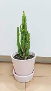 Sick of itchy, dry legs after shaving? 6 Reasons Why Your Cactus Is Turning Brown And How To Fix It Potted Pixie