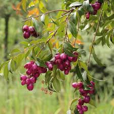 Image result for Syzygium jambos