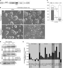 Joshua ang and clara chan. Determination Of Protein Interactome Of Transcription Factor Sox2 In Embryonic Stem Cells Engineered For Inducible Expression Of Four Reprogramming Factors Journal Of Biological Chemistry