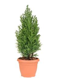 Evergreen trees are known as nature's architecture because they provide colour, structure and texture when other trees have lost their leaves. Best Zone 8 Evergreen Varieties Choosing Evergreen Trees For Zone 8 Gardens