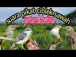 Scopri ricette, idee per la casa, consigli di stile e altre idee da provare. Suara Ciblek Sawah Betina Untuk Pikat Jantan Mp4 Mp3 Bbqmp3 Club