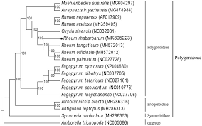 Image result for Afrobrunnichia erecta