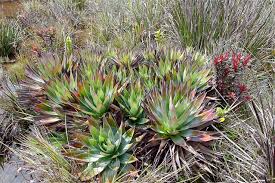 Image result for Xyridaceae